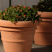 Italian Terracotta Artisan Rolled Rim Vase 8" planted