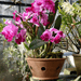 Boxhill's Italian Terracotta Orchid Pot planted