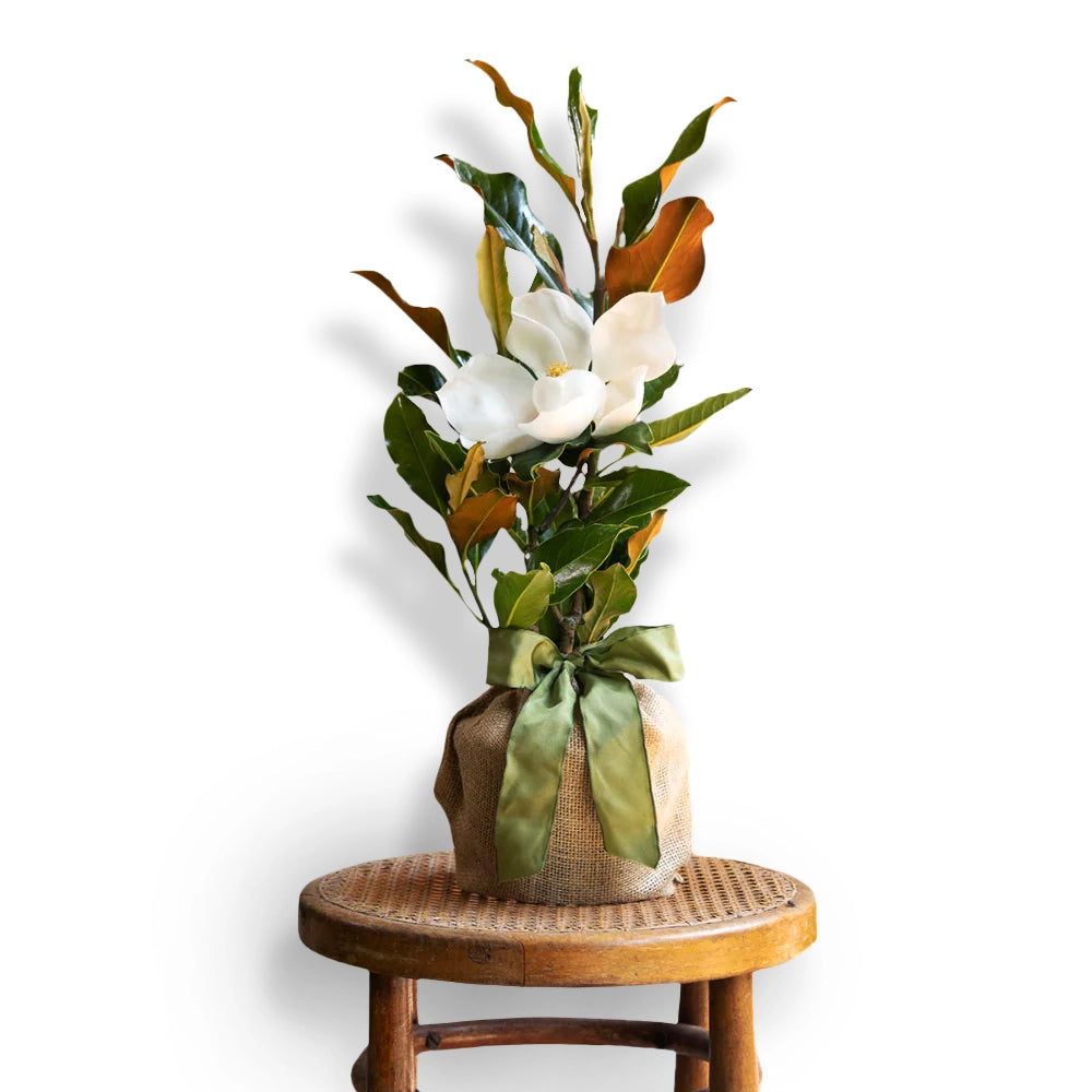 Potted magnolia tree plant with white blooms and green leaves, wrapped in burlap and tied with a green ribbon, placed on a wooden stool.