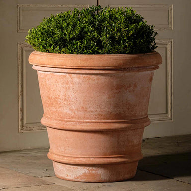 Italian Terracotta Francese Vase planted