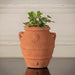 Boxhill's Small Italian Terracotta Urn Planter planted