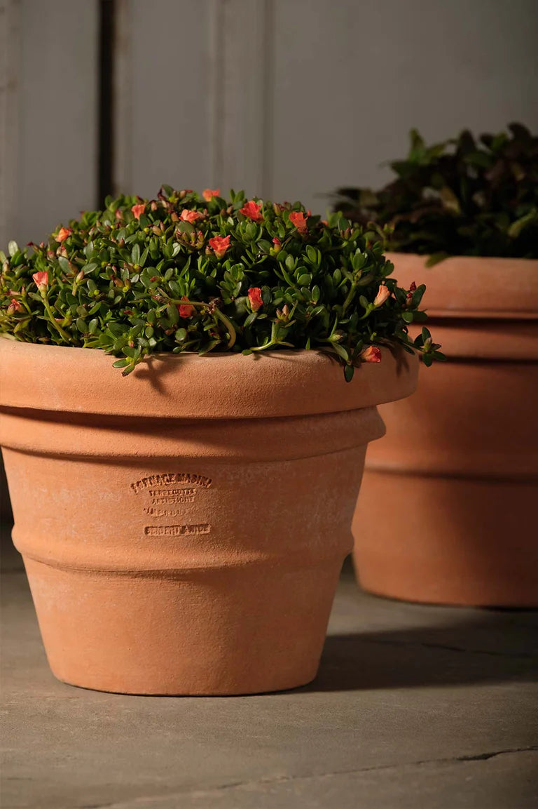 Italian Terracotta Artisan Rolled Rim Vase 8" planted