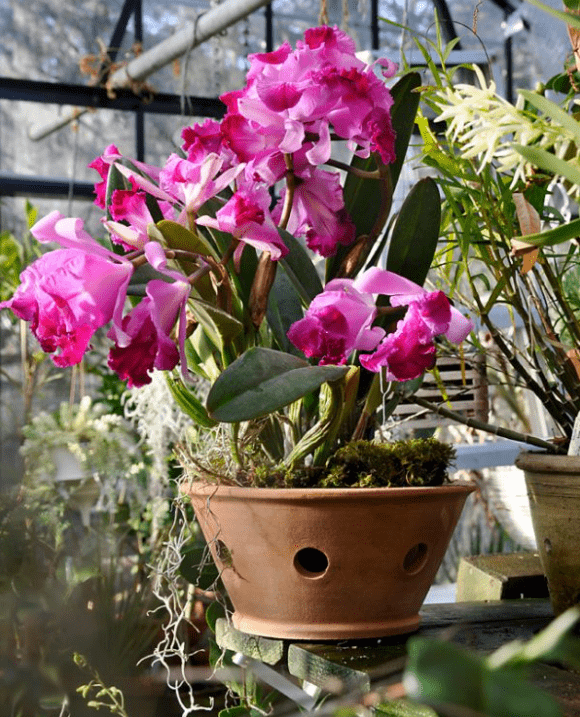 Italian Terracotta Orchid Pot — Boxhill & Co., LLC Italian Terracotta Orchid Pot — Boxhill & Co., LLC
