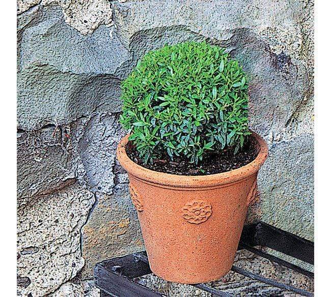Boxhill's Little Rosette Italian Terracotta Planter lifestyle