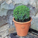 Boxhill's Little Rosette Italian Terracotta Planter lifestyle
